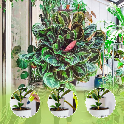 🌿【Plantenæring for alle typer innendørs og utendørs】—En flaske i hånden, verden er din!🌱🏡✨