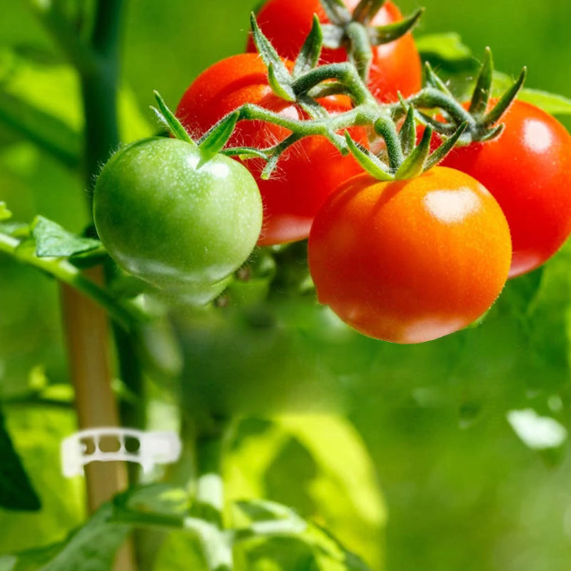 💥2026 Hot Sale 48% RABATT💥 Sikret plast planteklemme (KJØP 1 FÅ 1 GRATIS)