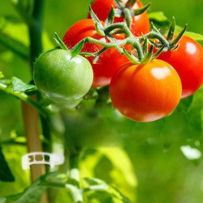 💥2026 Hot Sale 48% RABATT💥 Sikret plast planteklemme (KJØP 1 FÅ 1 GRATIS)