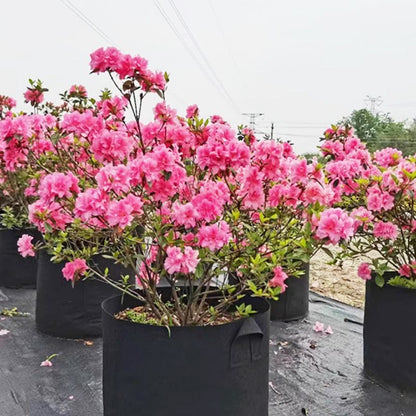 💐Ny ankomst 48 % RABATT!🌱Mikroluftet geotekstil plantepose