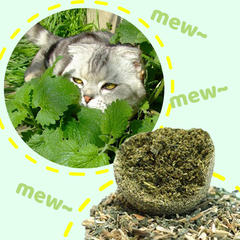 🐱50 % RABATT NÅ! Stor 10 cm naturlig kattemynteball, gigantisk tyggeleke for katter, interaktiv mintleke for innekatter og kattunger, stresslindring og tannrengjøring